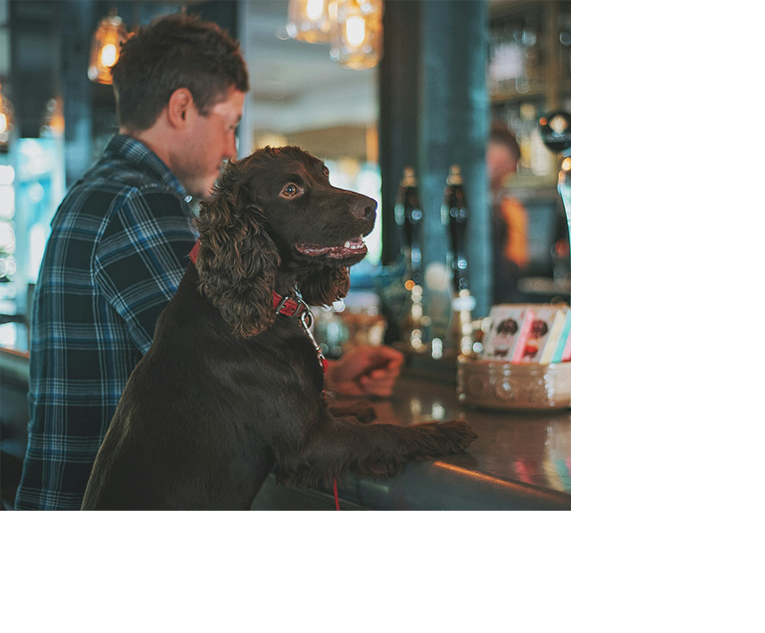 Dog at pub - Foto di James Lacy su Unsplash